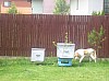 hive -45.JPG hive -45.JPG